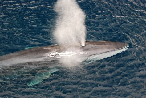 fin whale top speed